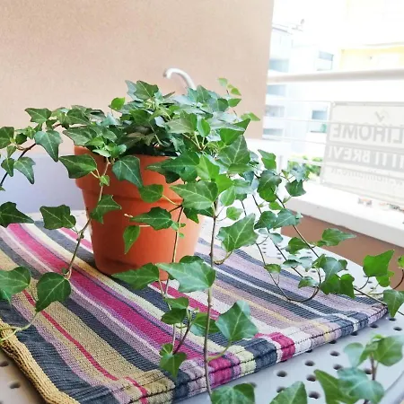 Holihome_chicky House Frn *